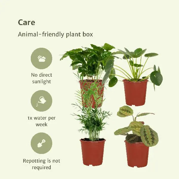 Diervriendelijke plantenbox - 4 stuks - Ø12cm - ↕20-40cm  BotanicBridge