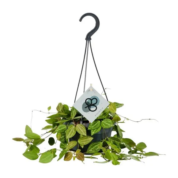 Dischidia Ovata - Ø14cm - ↕40cm  BotanicBridge