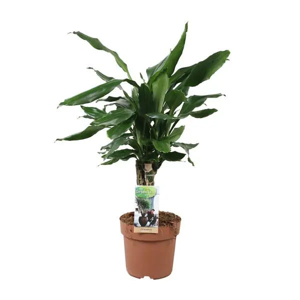 Dracaena Fagrans Steudneri Green - Ø17cm - ↕55cm  BotanicBridge