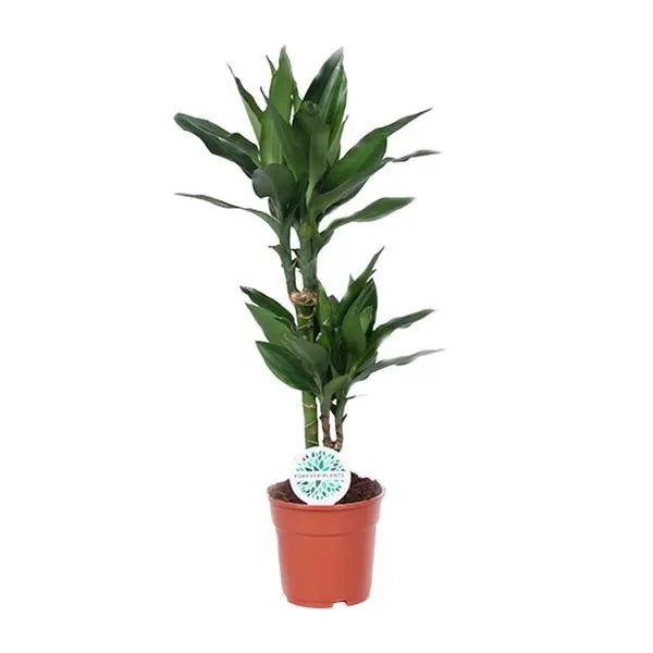 Dracaena Janet Lind - Ø17cm - ↕70cm  BotanicBridge