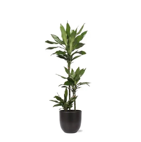 Dracaena Janet Lind Ø24cm ↕120cm in Boule ANTRACIET pot  BotanicBridge