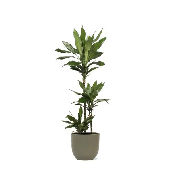 Dracaena Janet Lind Ø24cm ↕120cm in Boule OLIJF pot  BotanicBridge