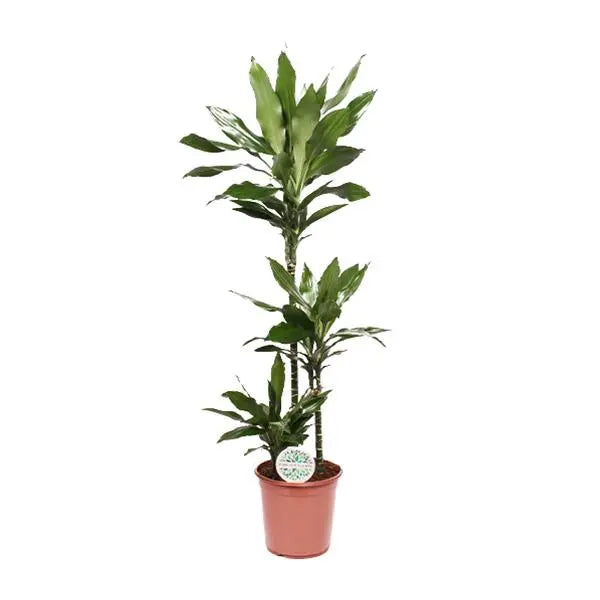 Dracaena Janet Lind - Ø24cm - ↕130cm  BotanicBridge