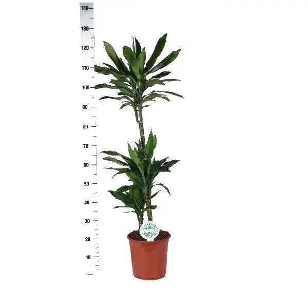 Dracaena Janet Lindt - Ø24cm - ↕120cm  BotanicBridge