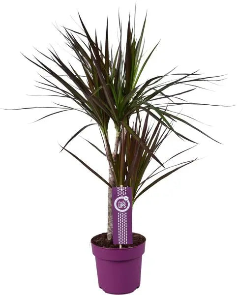 Dracaena Magenta - Ø17cm - ↕70cm  BotanicBridge