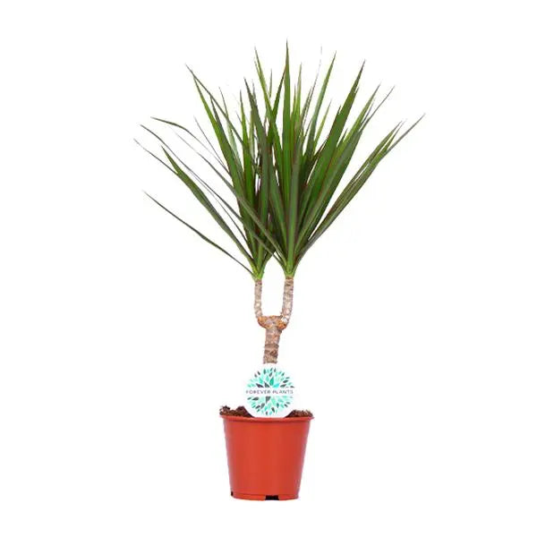 Dracaena Marginata - Ø14cm - ↕55cm  BotanicBridge