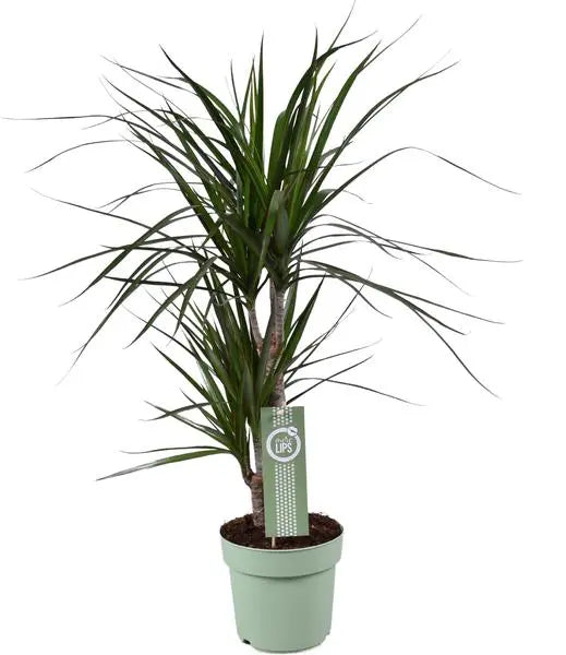 Dracaena Marginata - Ø17cm - ↕70cm  BotanicBridge