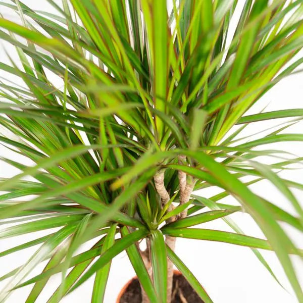 Dracaena Marginata - Ø17cm - ↕90cm  BotanicBridge