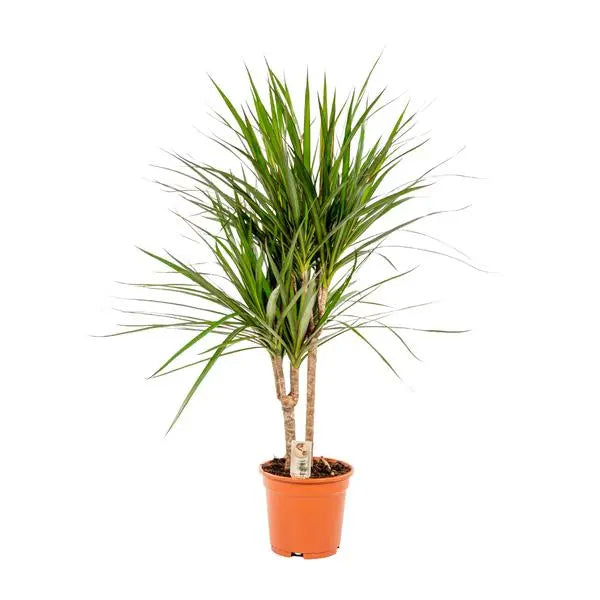 Dracaena Marginata - Ø17cm - ↕90cm  BotanicBridge