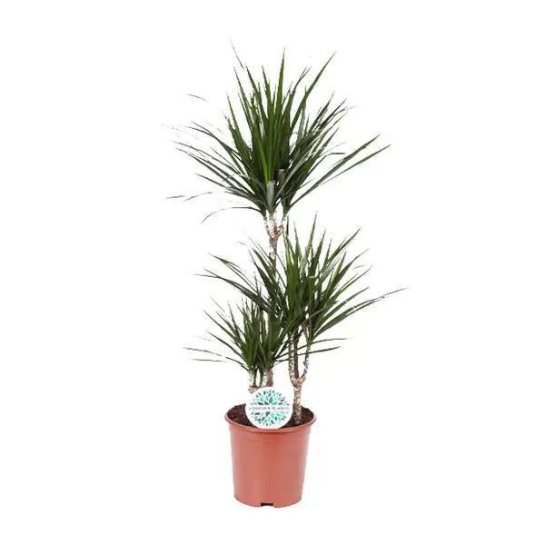 Dracaena Marginata - Ø21cm - ↕115cm  BotanicBridge