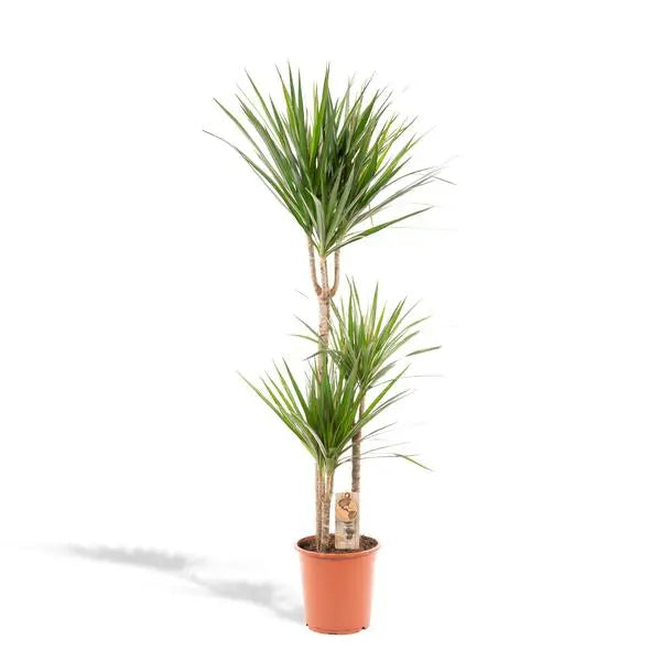 Dracaena Marginata - Ø21cm - ↕120cm  BotanicBridge