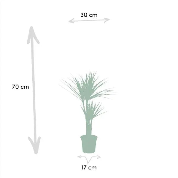 Dracaena ↨70cm - Ø17cm + Yucca ↨90cm - Ø17cm  BotanicBridge