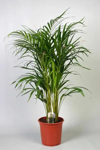 Dypsis Lutescens (Areca) - Ø21cm - ↕100cm  BotanicBridge