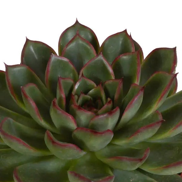 Echeveria mix 10.5 cm - 3x - in terracotta pot  BotanicBridge