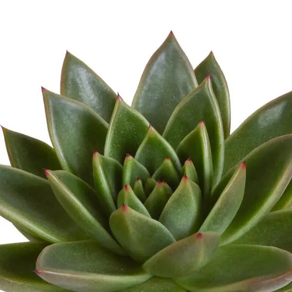 Echeveria mix 10.5 cm - 3x - in witte pot  BotanicBridge