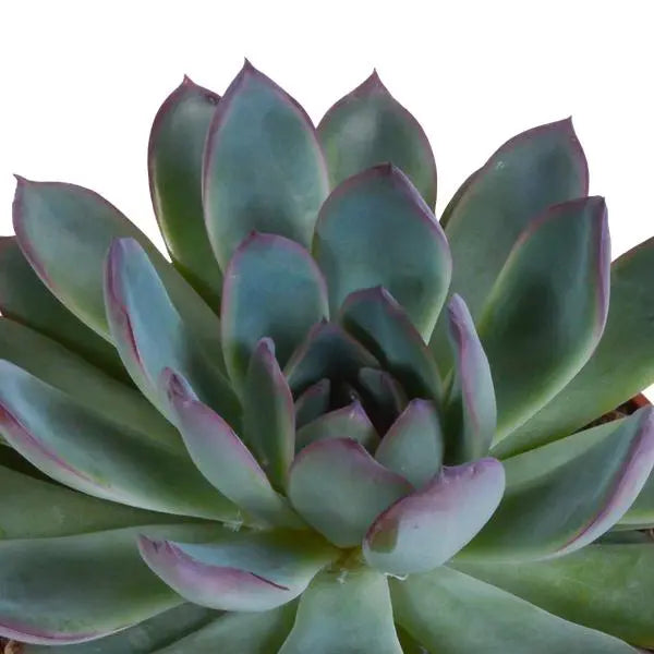 Echeveria mix 8.5 cm - 3x - in Mexicaanse pot  BotanicBridge