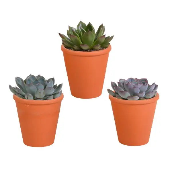 Echeveria mix 8.5 cm - 3x - in terracotta pot  BotanicBridge