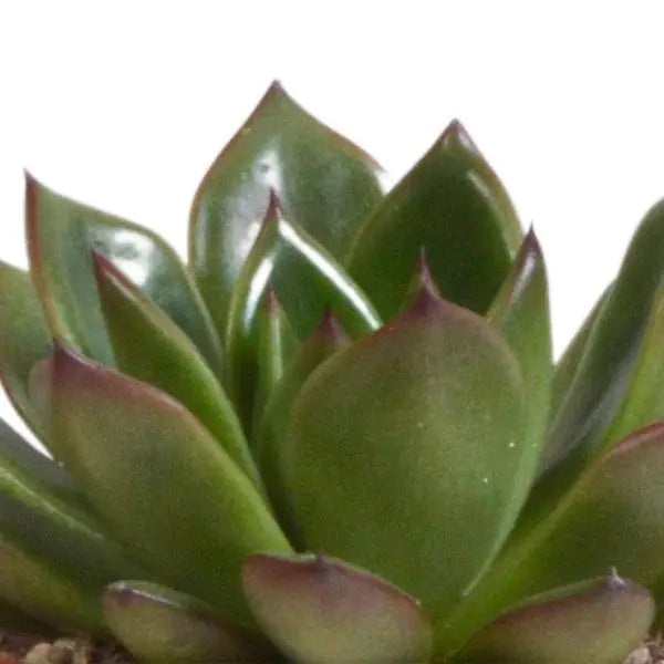 Echeveria mix 8.5 cm - 3x - in terracotta pot  BotanicBridge