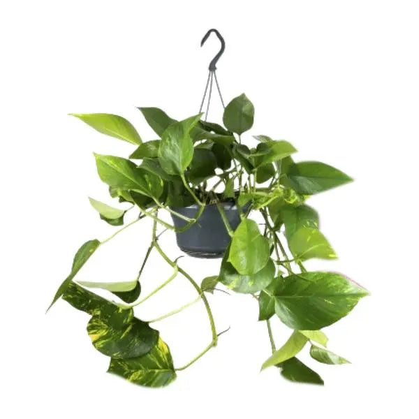 Epipremnum Aureum  - Ø15cm - ↕25cm  BotanicBridge