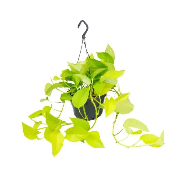 Epipremnum Golden Pothos - Scindapsus - Ø15 - ↕25cm  BotanicBridge