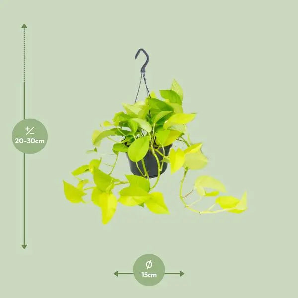 Epipremnum Golden Pothos - Scindapsus - Ø15 - ↕25cm  BotanicBridge