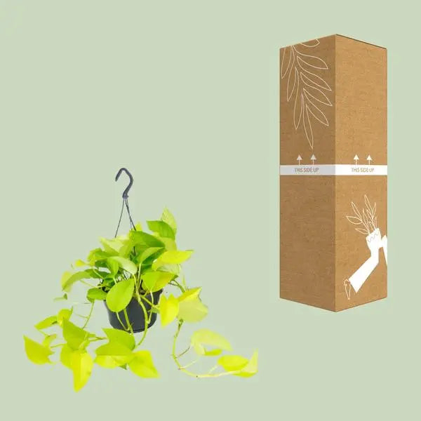 Epipremnum Golden Pothos - Scindapsus - Ø15 - ↕25cm  BotanicBridge