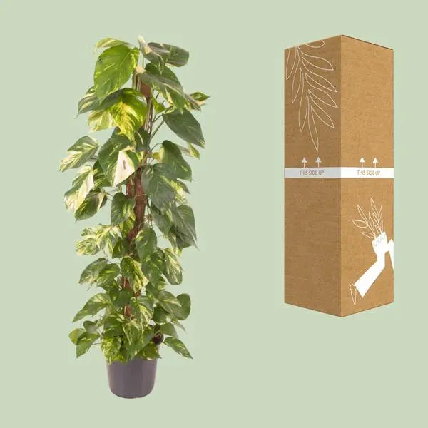 Epipremnum Pinnatum - Ø24cm - ↕120cm  BotanicBridge