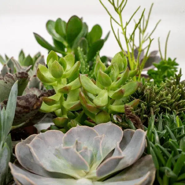 Everspring - Succulenten Mix - 18 stuks - 10 cm - Ø8,5  BotanicBridge