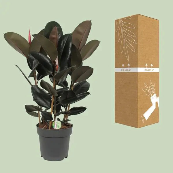 Ficus Abidjan - Ø27cm - ↕90cm  BotanicBridge