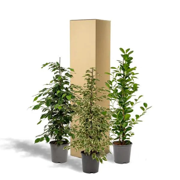 Ficus Benjamina Danielle - Ø21cm - ↕95cm + Ficus Benjamina Twilight - Ø21cm - ↕95cm + Ficus Microcarpa Moclame - Ø21cm - ↕95cm  BotanicBridge