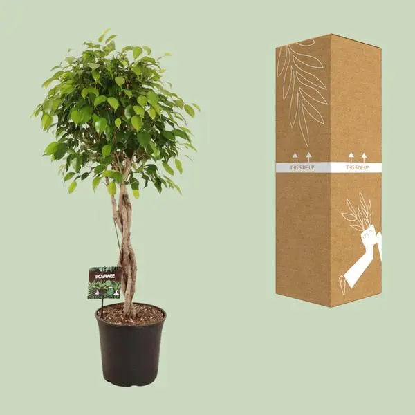 Ficus Benjamina Exotica - Ø27cm - ↕120cm  BotanicBridge