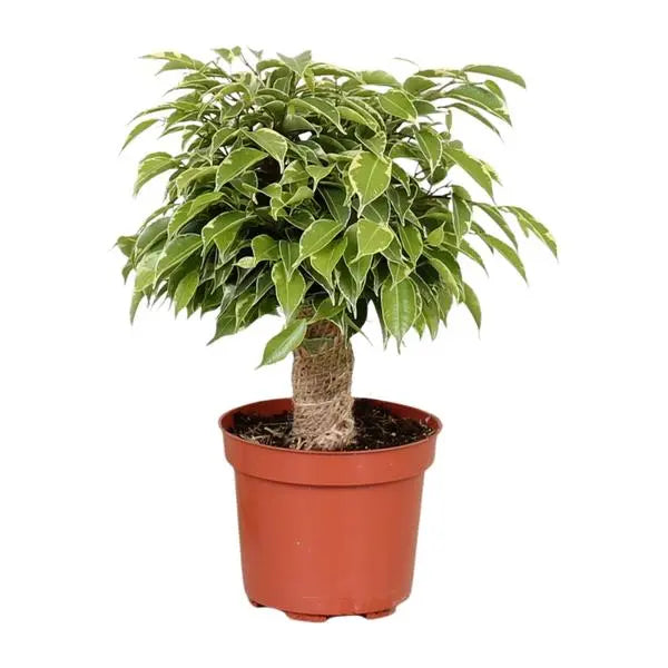 Ficus Benjamina Kinky - Ø12cm - ↕28cm  BotanicBridge