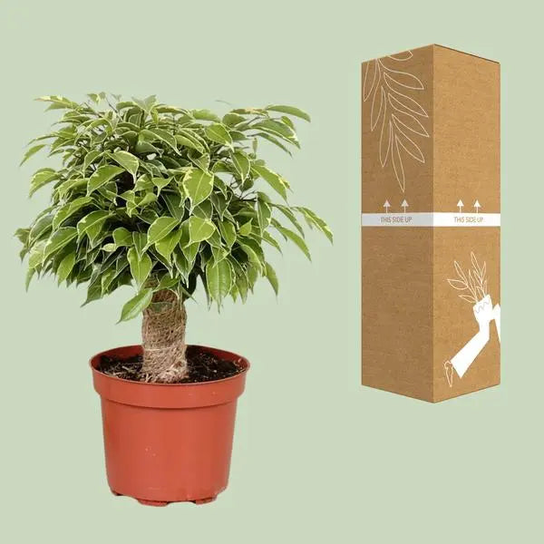 Ficus Benjamina Kinky - Ø12cm - ↕28cm  BotanicBridge