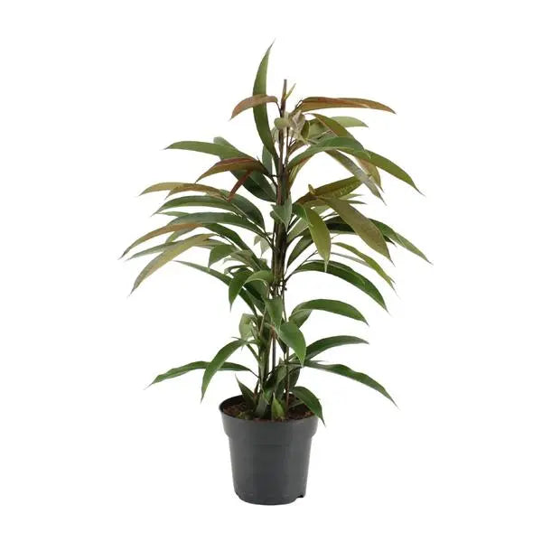 Ficus Binnendijkii Amstel King - Ø17cm - ↕70cm  BotanicBridge