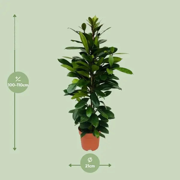 Ficus Cyathistipula - Ø21cm - ↕105cm  BotanicBridge