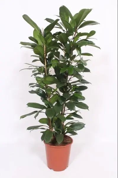 Ficus Cyathistipula - Ø27cm - ↕120cm  BotanicBridge