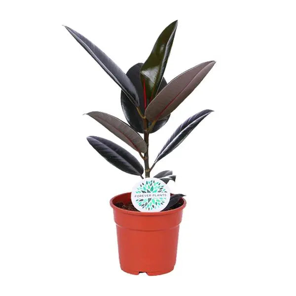 Ficus Elastica Abidjan - Ø17cm - ↕55cm  BotanicBridge