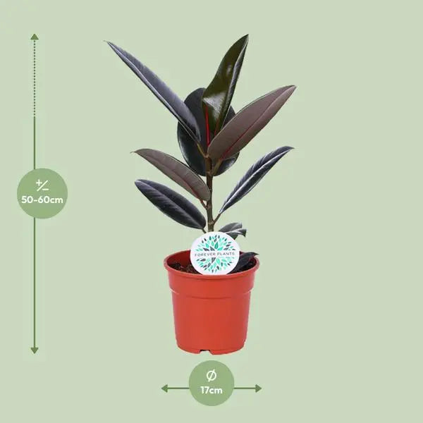 Ficus Elastica Abidjan - Ø17cm - ↕55cm  BotanicBridge