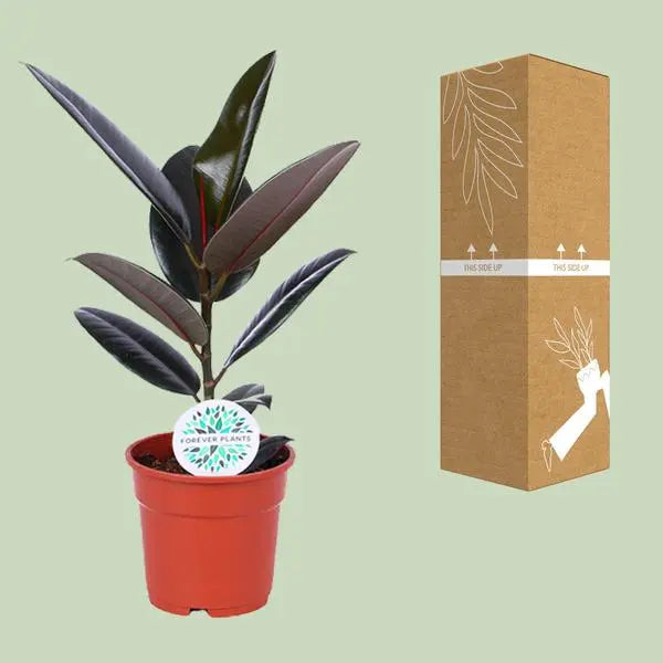 Ficus Elastica Abidjan - Ø17cm - ↕55cm  BotanicBridge