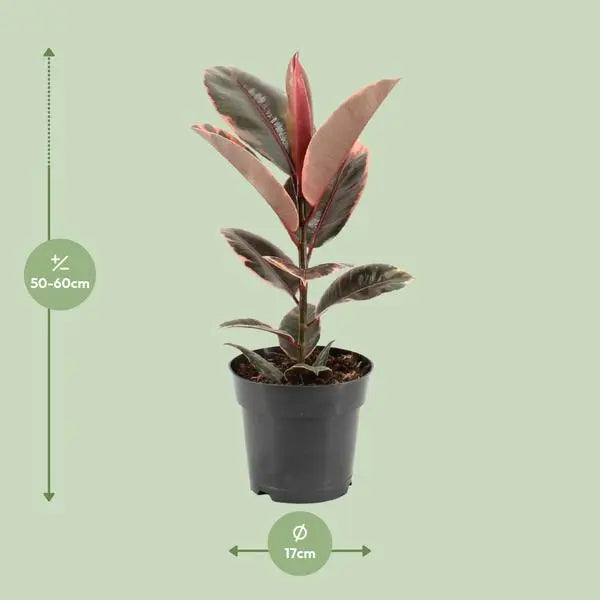 Ficus Elastica Belize - Ø17cm - ↕55cm  BotanicBridge