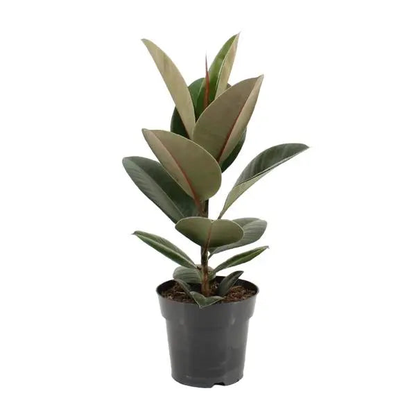 Ficus Elastica Robusta - Ø17cm - ↕55cm  BotanicBridge