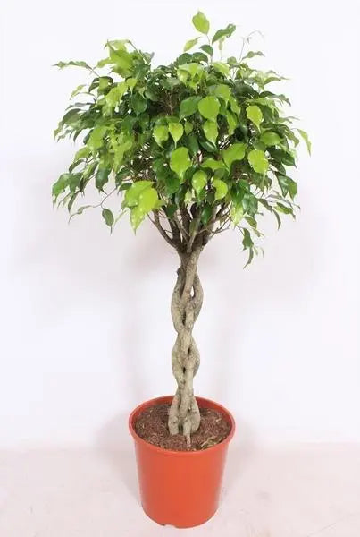 Ficus Exotica - Ø30cm - ↕120cm  BotanicBridge