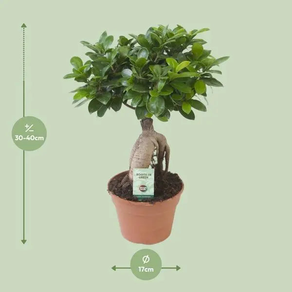 Ficus Ginseng - Ø17cm - ↕40cm  BotanicBridge