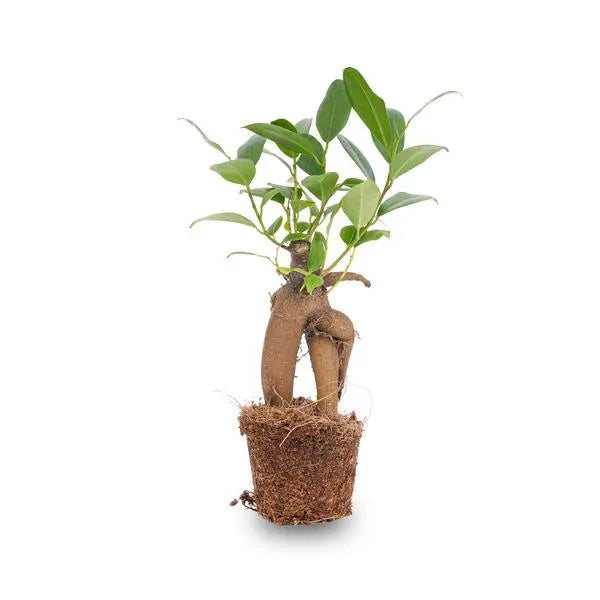 Ficus Ginseng bonsai - Microcarpa -  Potmaat Ø 6 cm  BotanicBridge