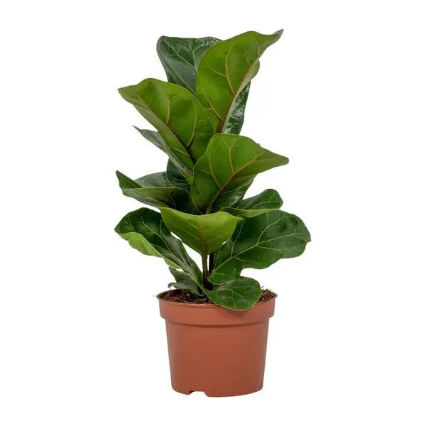 Ficus Lyrata - Ø12cm - ↕30cm  BotanicBridge