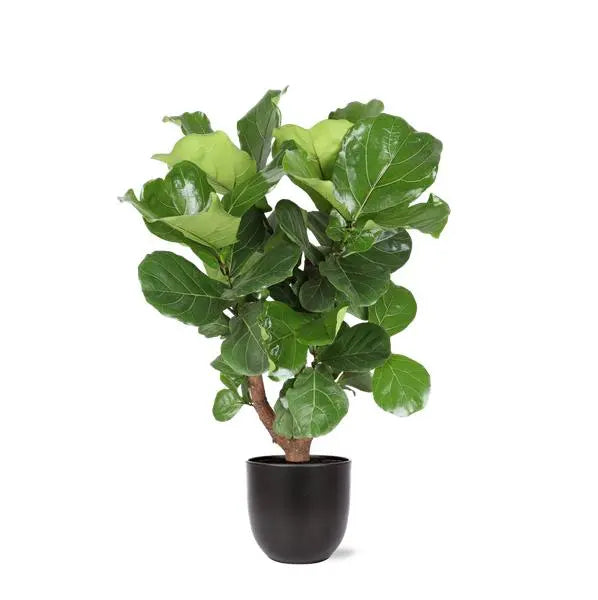 Ficus Lyrata (Vertakt) Ø27cm ↕130cm in Boule ANTRACIET pot  BotanicBridge