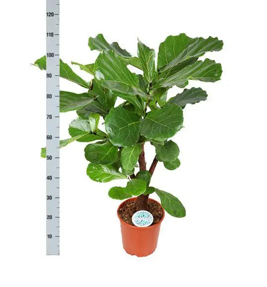 Ficus Lyrata (vertakt) - Ø24cm - ↕110cm  BotanicBridge