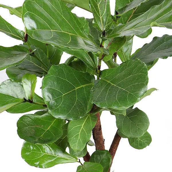 Ficus Lyrata (vertakt) - Ø27cm - ↕140cm  BotanicBridge