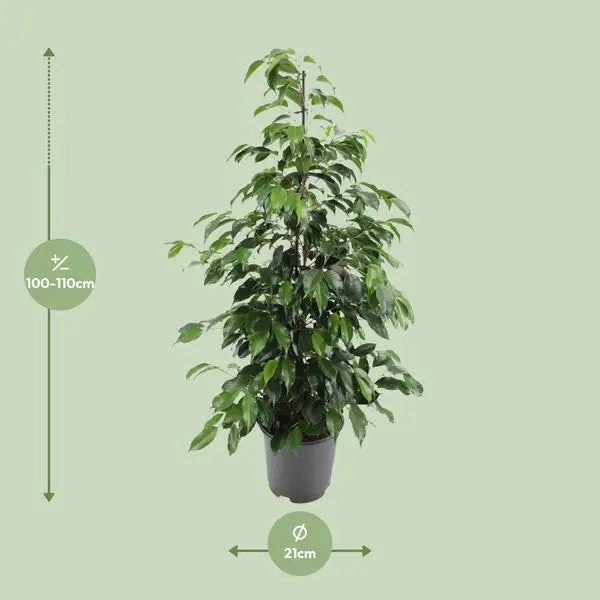 Ficus benjamina Danielle - Ø21cm - ↕95cm  BotanicBridge