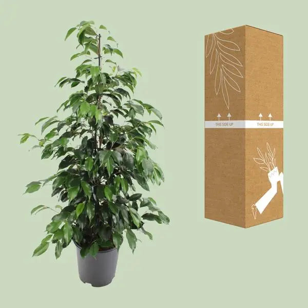 Ficus benjamina Danielle - Ø21cm - ↕95cm  BotanicBridge